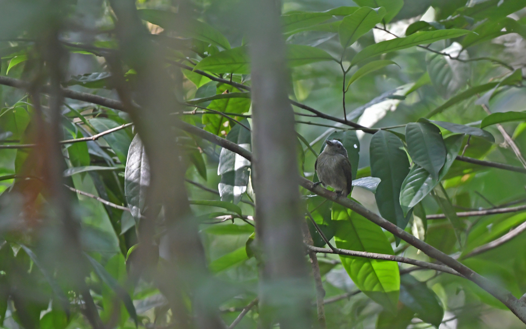 Opal-crowned Manakin