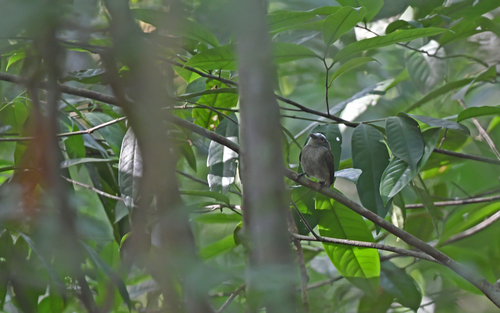 Opal-crowned Manakin (Lepidothrix iris)