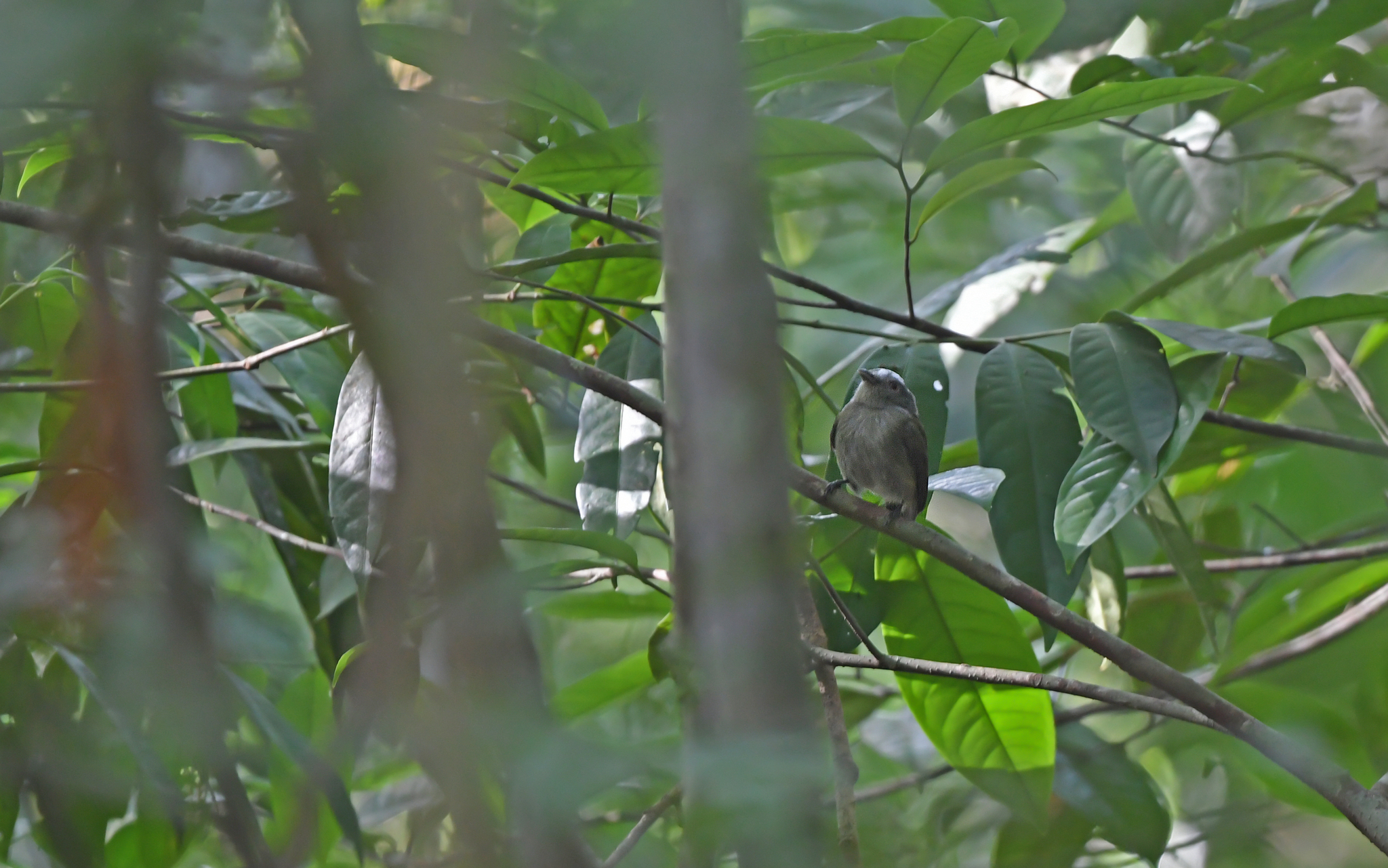 Opal-crowned Manakin (Lepidothrix iris), photo 1