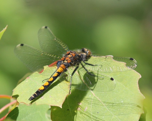 Large White-faced Darter, photo 3 of 10