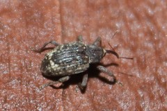 Conotrachelus posticatus