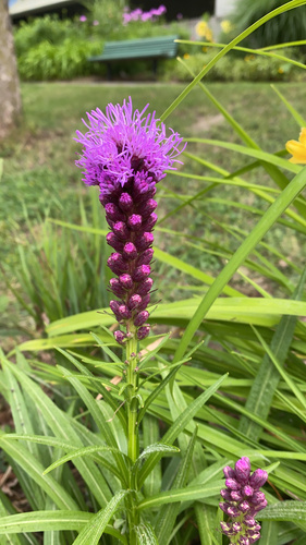 Image of Liatris spicata by (c) nebrooks, some rights reserved (CC BY)