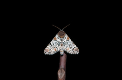 Harrisimemna trisignata