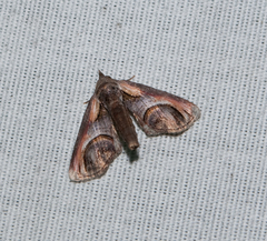 Paectes oculatrix