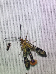 Synanthedon acerni