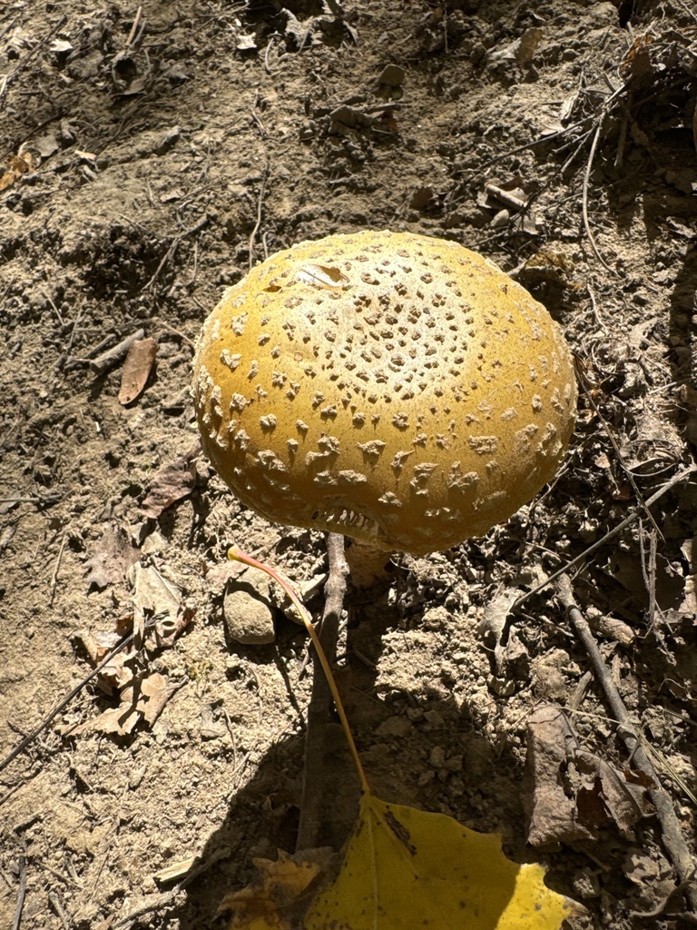 Amanita muscaria<br>22 October, 2024