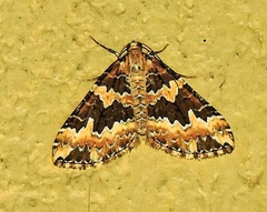 Electrophaes fulgidaria