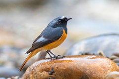 Hodgson's Redstart photo 1