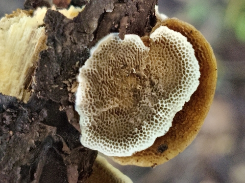 Trametes villosa