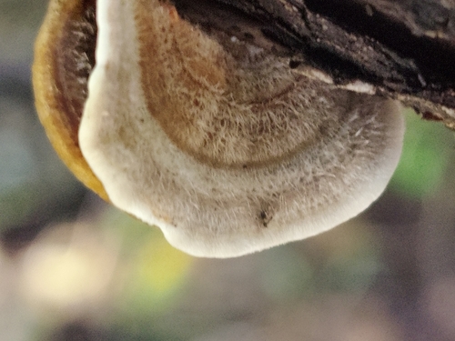 Trametes villosa
