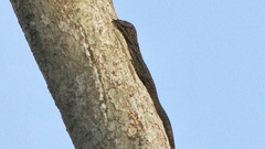 Kei Islands Monitor photo 4