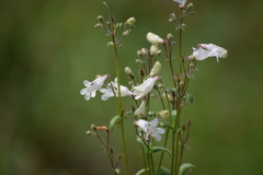 Penstemon multiflorus