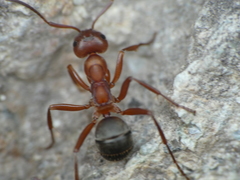 Formica sanguinea
