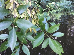 Fraxinus caroliniana