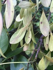 Fraxinus caroliniana