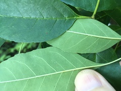 Fraxinus caroliniana