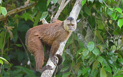 Kaapori Capuchin photo 2