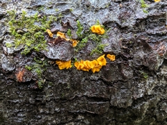 Lachnellula agassizii