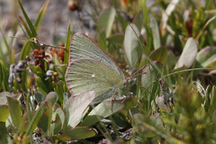 Colias behrii