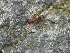 Formica sanguinea