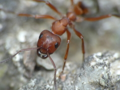Formica sanguinea