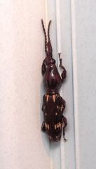 Arrhenodes minutus