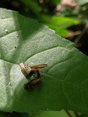 Trypetoptera canadensis
