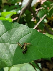Trypetoptera canadensis
