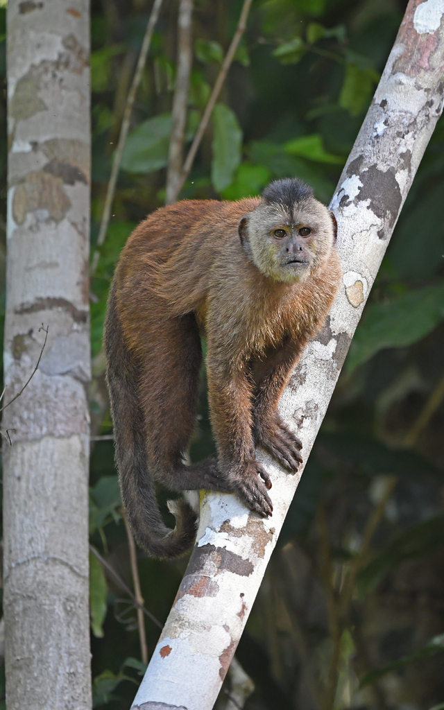 Kaapori Capuchin