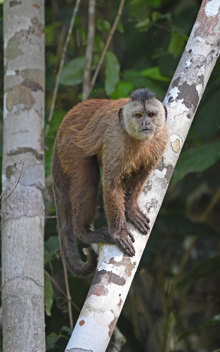 Ka’apor Capuchin (Cebus kaapori) — Critically Endangered Mammalia