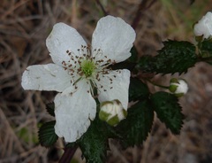 Rubus argutus