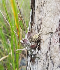 Encyclia tampensis image