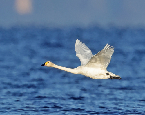Cygne de Bewick