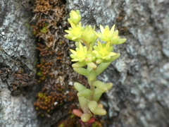Sedum annuum