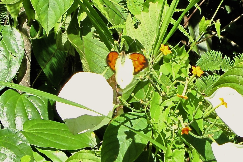 Hebomoia leucippe