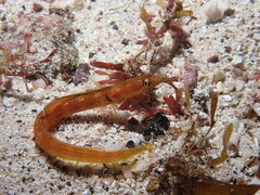 Yellow-Mouth Pikeblenny photo 2