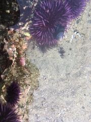 Discorsopagurus schmitti