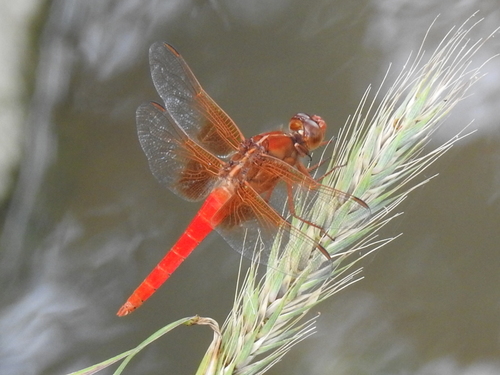Neon Skimmer photo 4