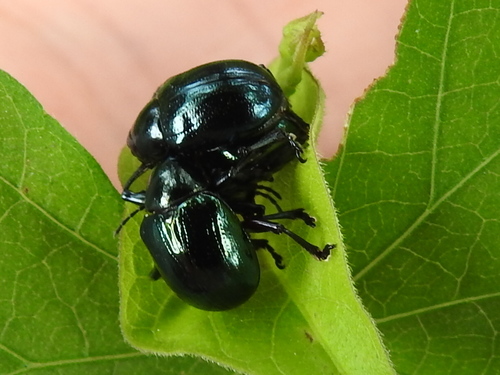 Sweet Potato Leaf Beetle