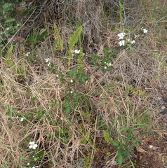 Rubus argutus