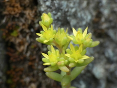 Sedum annuum
