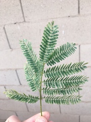 Leucaena leucocephala