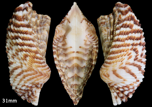 Representative image of Arca noae