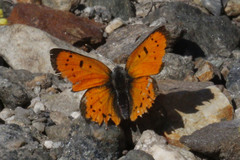 Lycaena cupreus