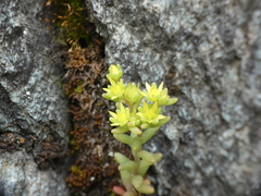 Sedum annuum