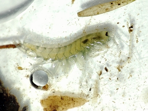 Synurella ambulans