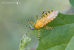 Pselliopus latispina