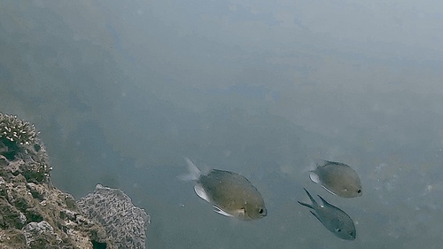 Chromis cinerascens observed 2024-10-16