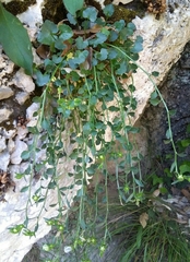 Campanula fragilis fragilis