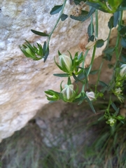 Campanula fragilis fragilis